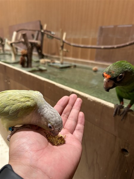 動物カフェ