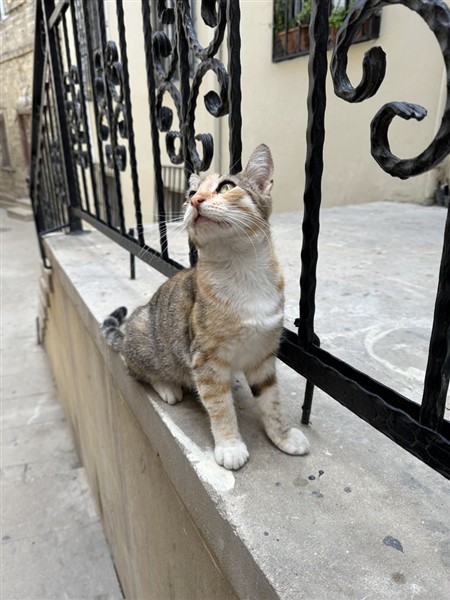 中央アジア旅行最終編